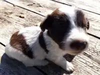 Щенки Джек Рассел