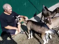 Альпийская козочка