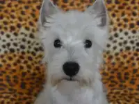 Вест хайленд уайт терьер мальчики, фотография 2