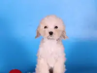 мальтипу Ф1 щенки мини и микро