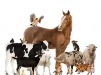 Заказ населению