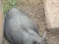 вьетнамские свиньи, фотография 2