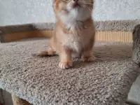 Продам котенка шотландской вислоухой
