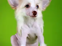 Красивый голый мальчик КХС, фотография 8