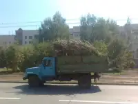Снос спил обрезка удаление деревьев, фотография 3