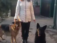 Немецкая овчарка