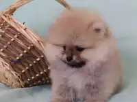 Продается