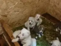 Щенки туркменского алабая.