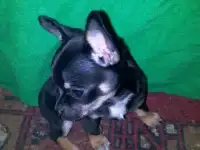 щенки чихуахуа