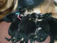 Щенки немецкой овчарки