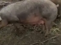 Свинина домашнея