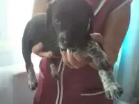 Щенки