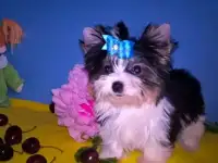 Бивер мини мальчик