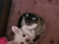Милашка чихуашка
