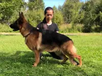 Щенки немецкой овчарки, фотография 9