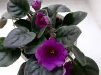 Фиалки