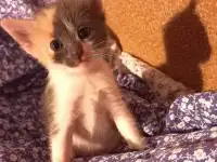 Котята