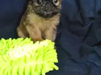 Маленький мальчик гриффон