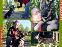 Щенки восточноевропейской овчарки