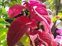 Плекрантус колеус комнатная мята, фотография 3