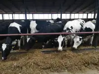 Нетели племенные