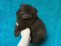 Шоколадные мальчики и девочки, фотография 2