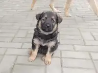 Щенки овчарки