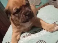 Любимые питомцы