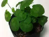 Умный горшок для растений.  Живой горшок 1л, 2,5л, 7л, 10л, 15л, 20л