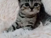 Шотландский котёнок