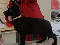 Щенки Немецкой овчарки