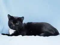 Котя ищет дом.