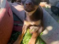 Шоколадное чудо, девочка