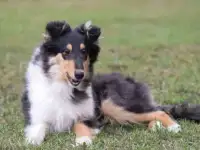 Щенок колли, фотография 3