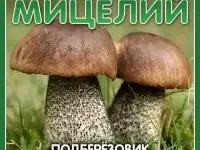 Мицелий Белого гриба, Трюфеля, Рыжика, Маслёнка, фотография 9