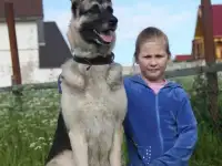 восточноевропейские овчарки, фотография 4