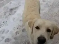 Найден кобель Лабрадора