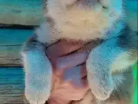 Породистые щенки хаски, фотография 8