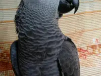 Попугаи жако птенцы