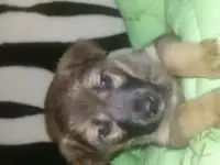 отдам  щенка