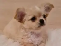 Щенки чихуахуа