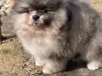 Померанский шпиц щенки, фотография 2