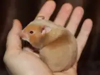 Сирийские хомяки, молодые, ручные, фотография 4