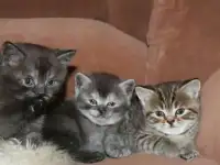 Шотландские котятя