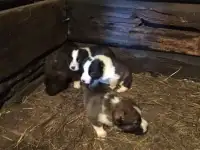 Продам щенков алабая