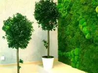 Вертикальное озеленение, фотография 5