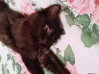 Отдам черную, бомбейскую кошечку, фотография 2