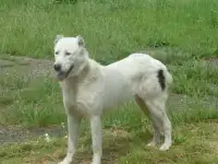 продам суку САО