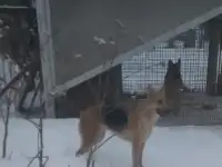 Восточница