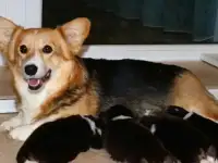 Вельш корги пемброк, фотография 3